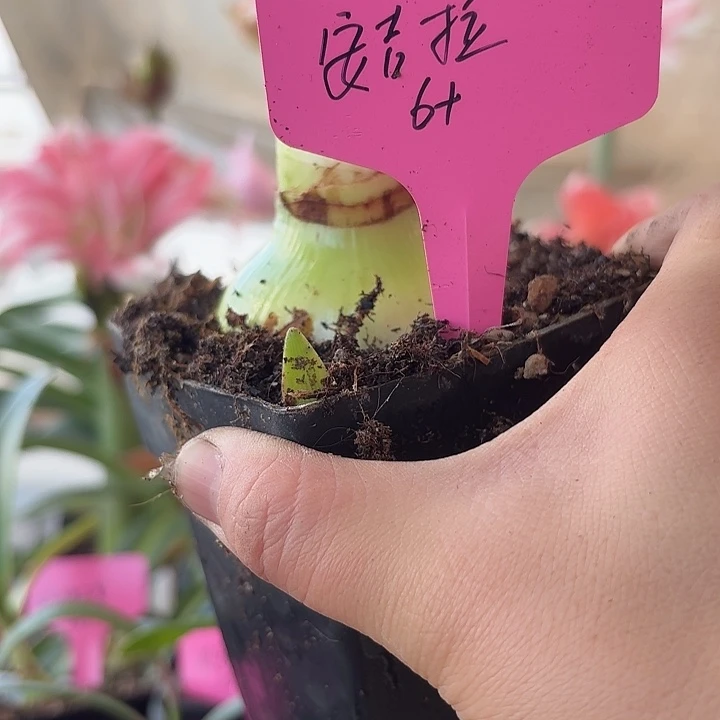 无花朵安吉拉朱顶红直径6