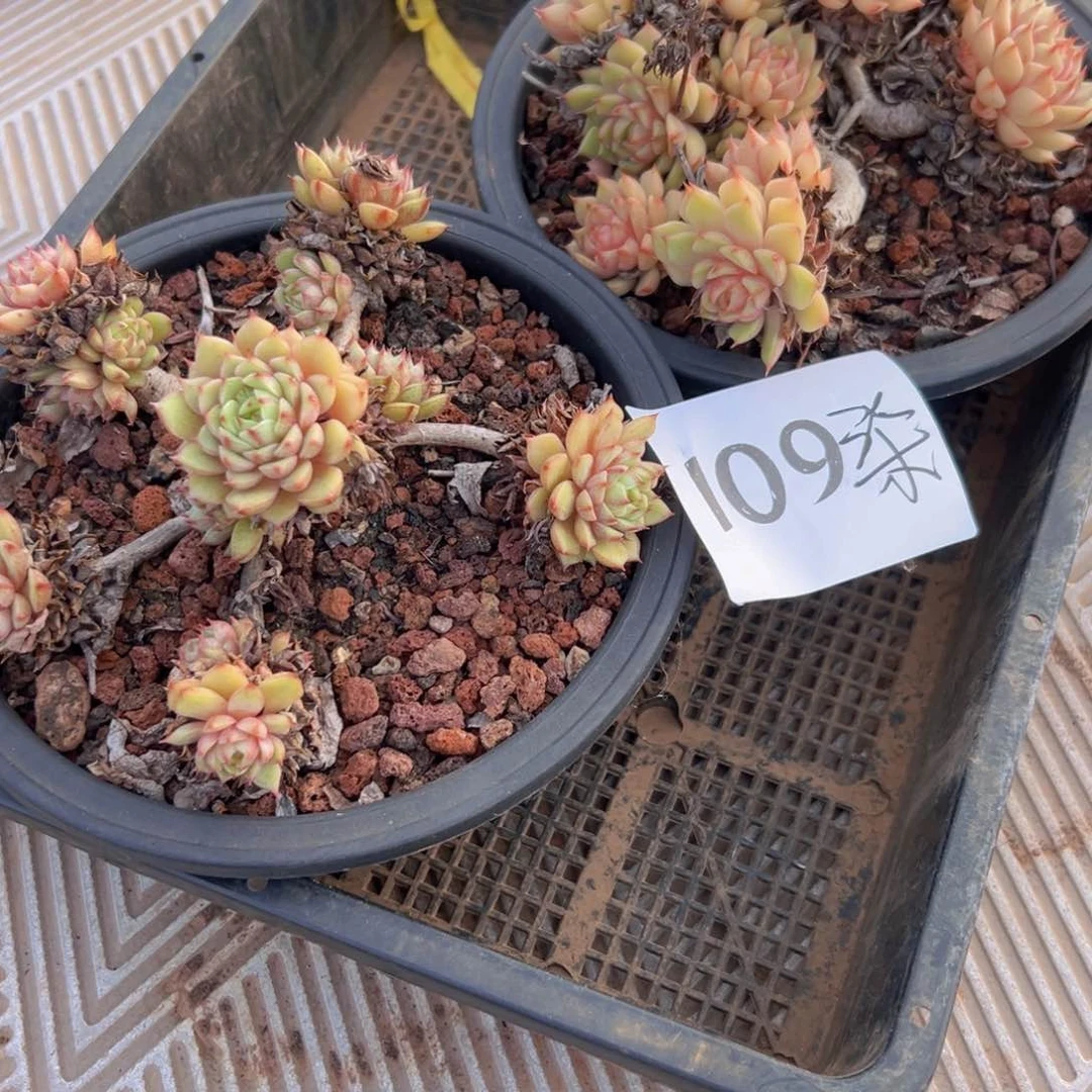 郝*柒109:很小昏昏沉沉俊俊