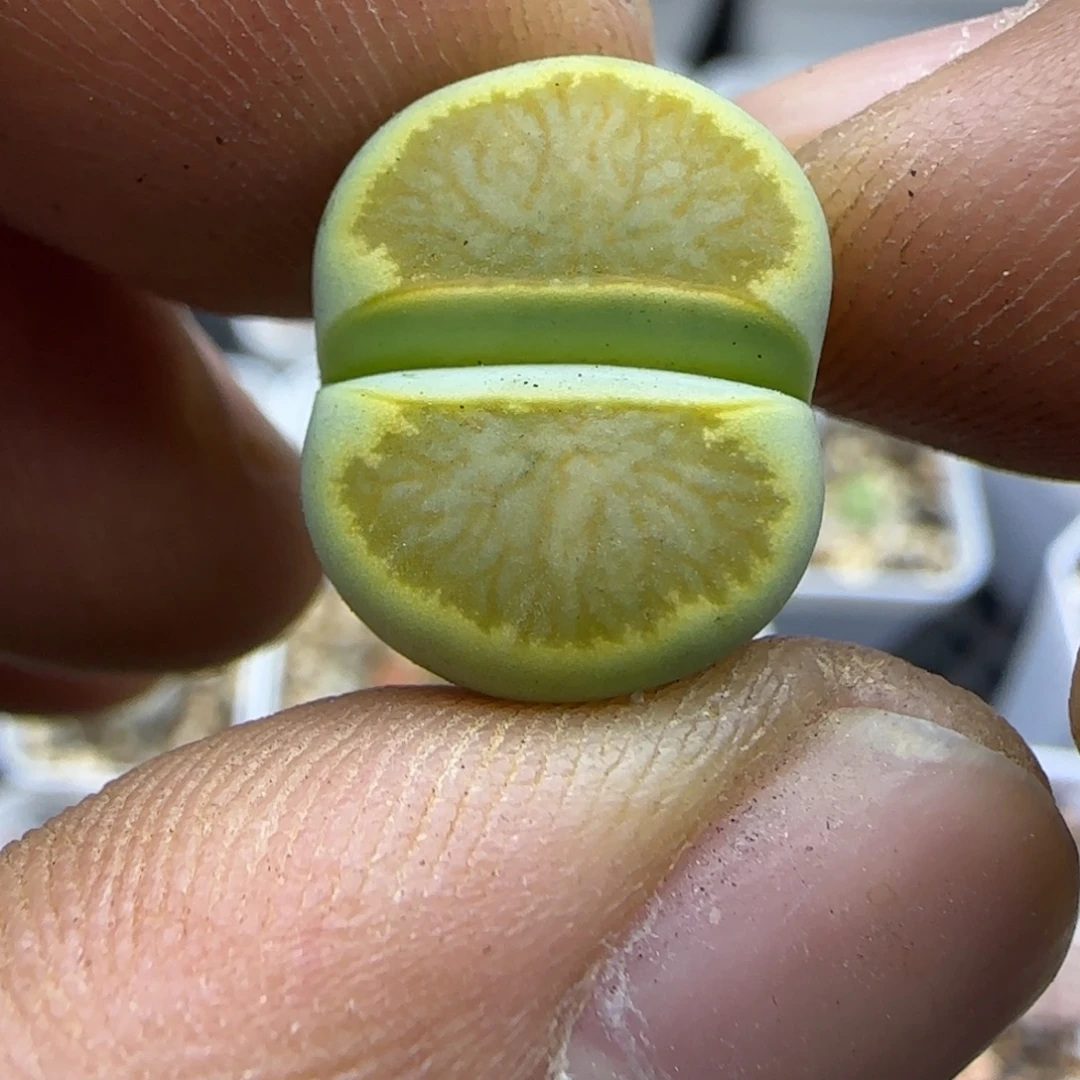 341 生石花大棚直播