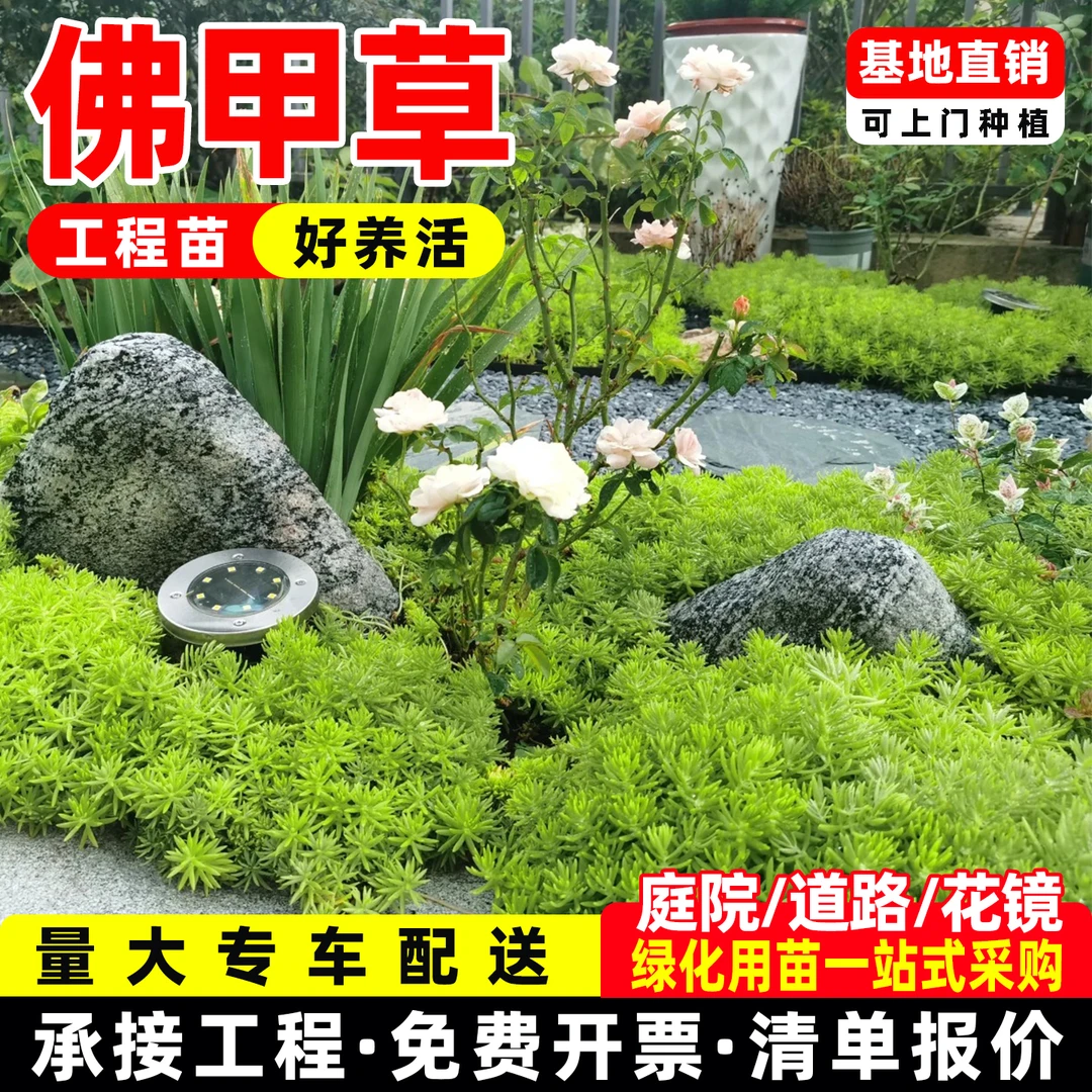 黄金金叶佛甲草地被植物四季庭院阳台假山屋顶绿化造型耐热耐寒