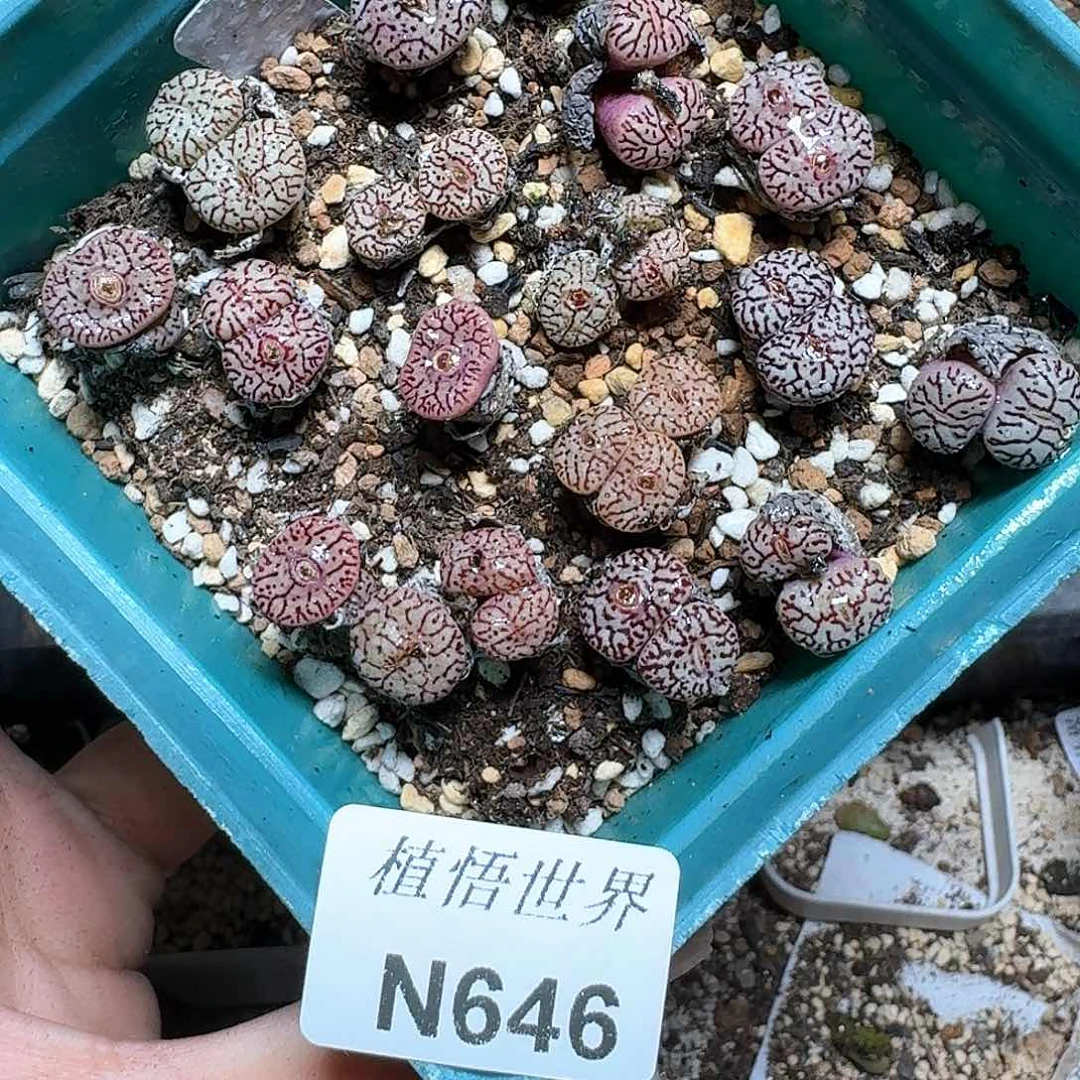646号多肉植物哇f v