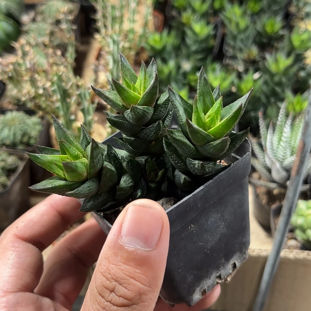 九轮台群生仙人球