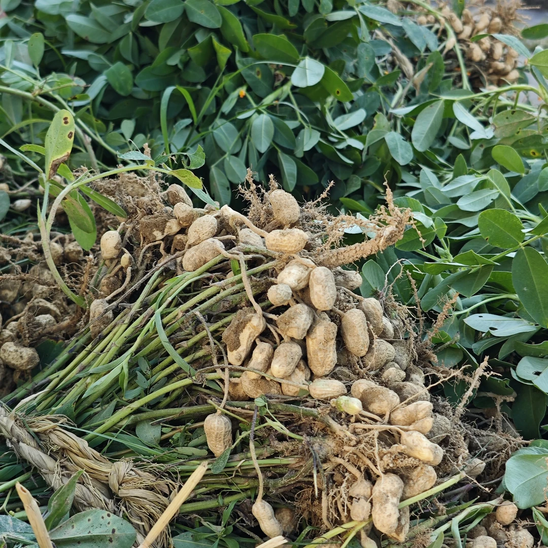 [顺丰包邮]永新农家带壳干花生拔花生炒熟吃饱满大个花生