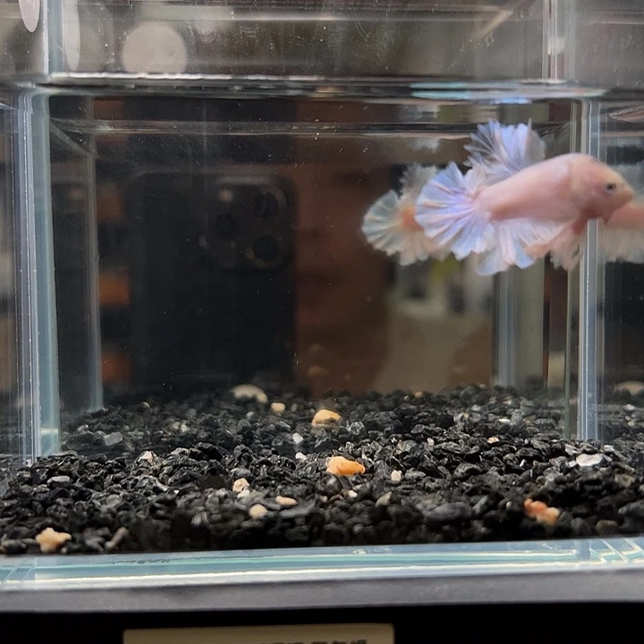 斗鱼一单包邮2日137