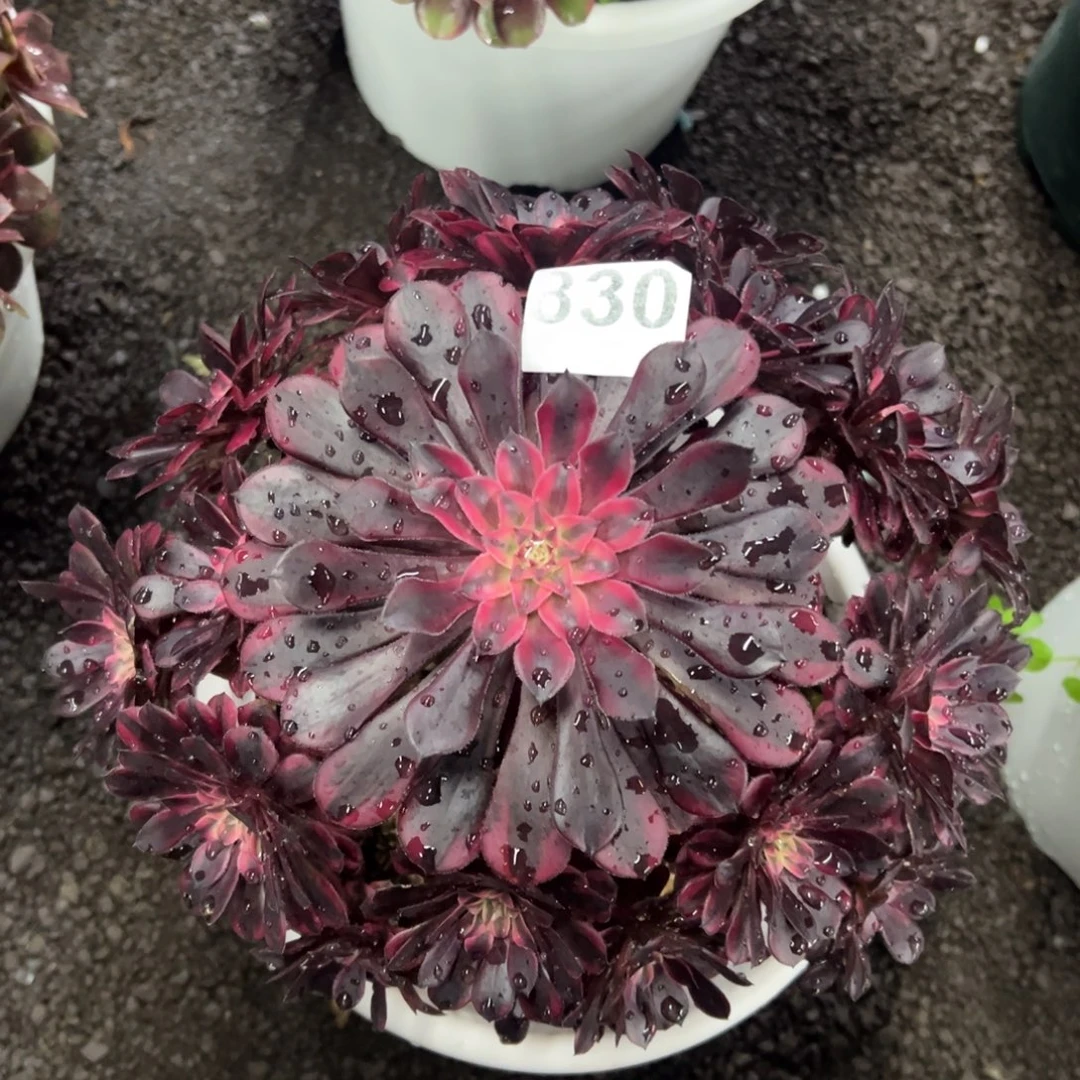 我是真的很喜欢这个