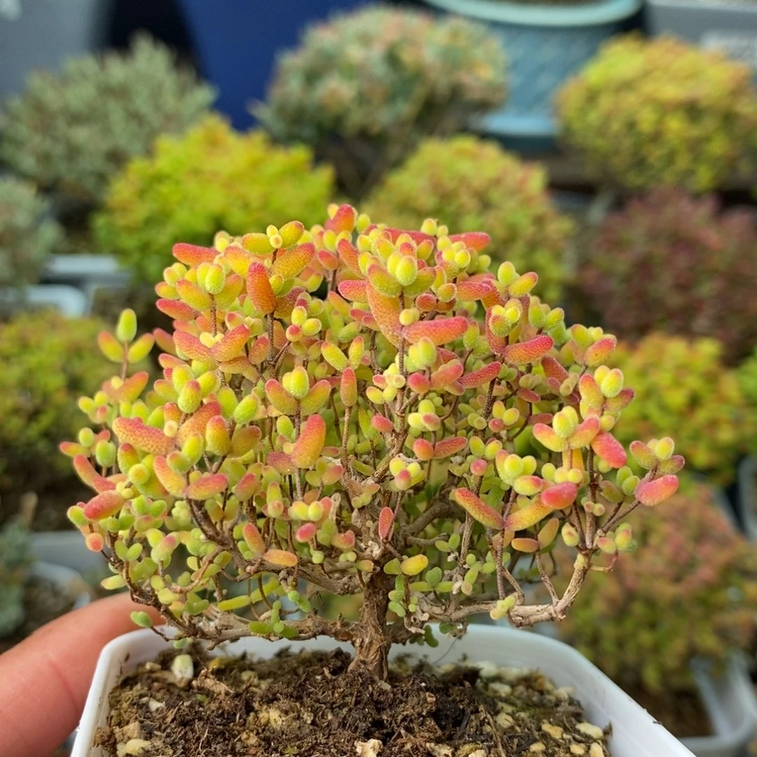 0755蜜橘糖球 。