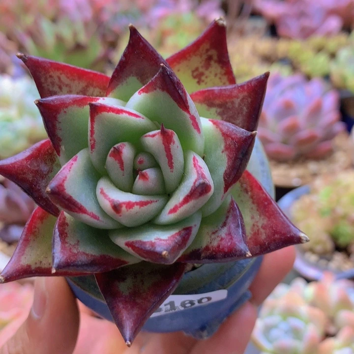 一物一拍含盆土满38包邮B160