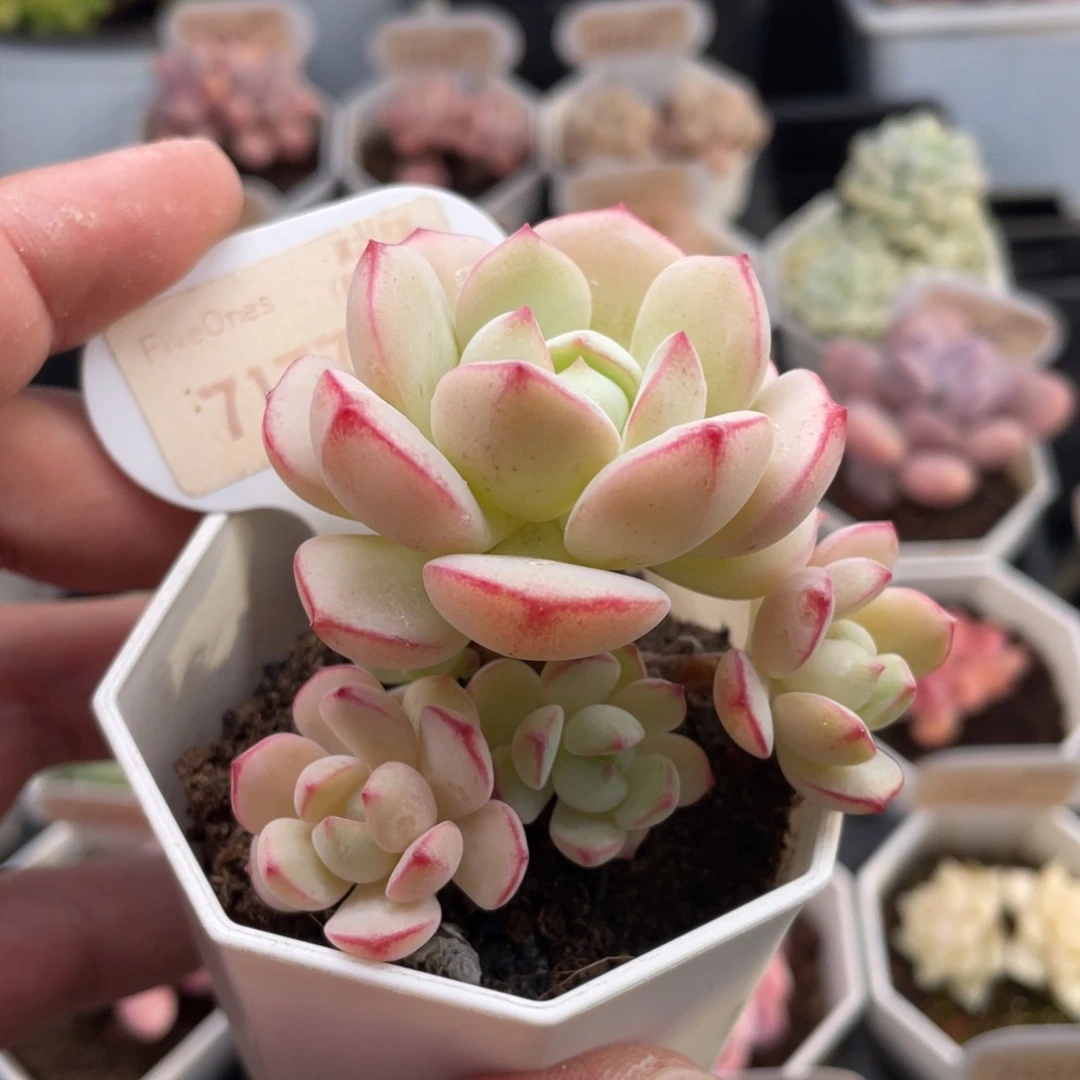 香草7177-6.5厘米