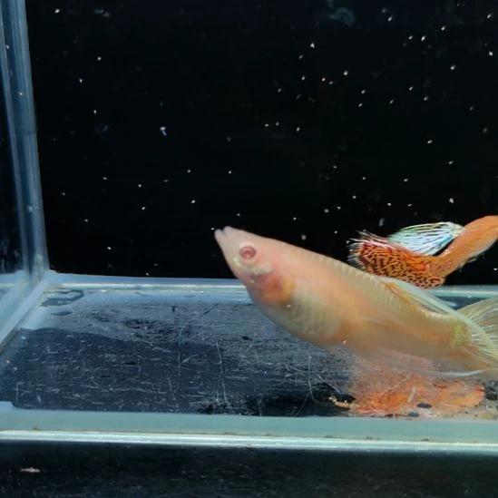 孔雀鱼微瑕黄蛇白子一对