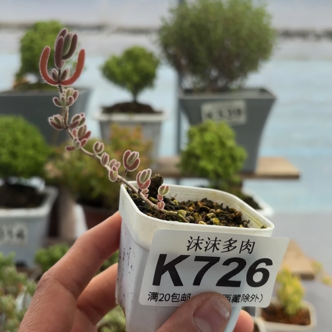 726飘枝红叶枝干福利