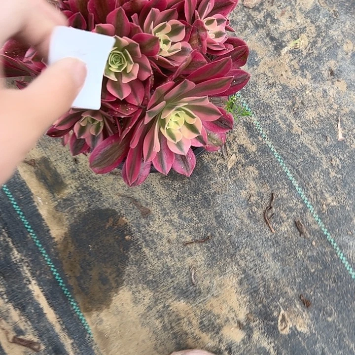 多肉法师植物链接46