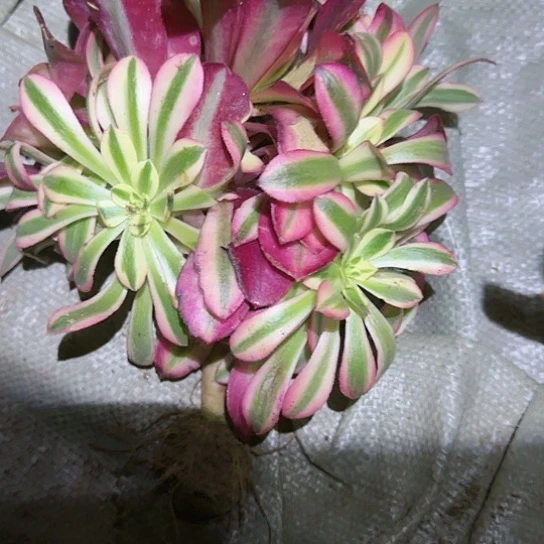 10美杜莎优选一颗