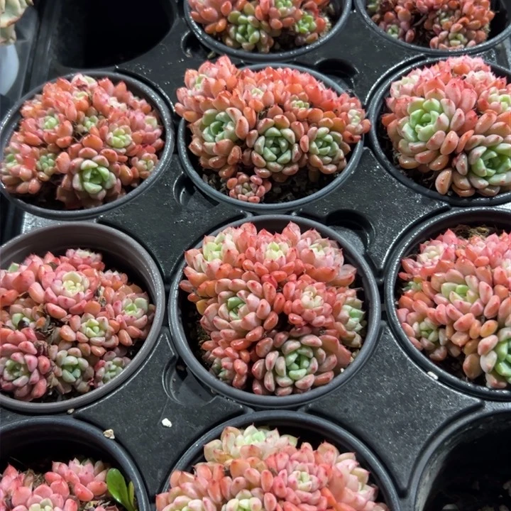 新疆包邮 可爱泡泡