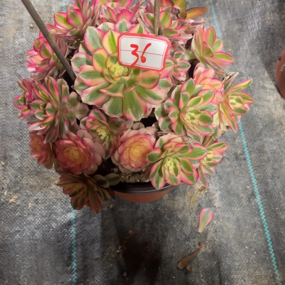 36号倾城段支福利