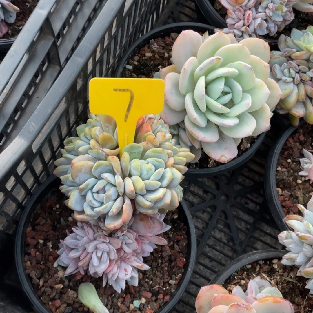 A****星影缀化多头群生7