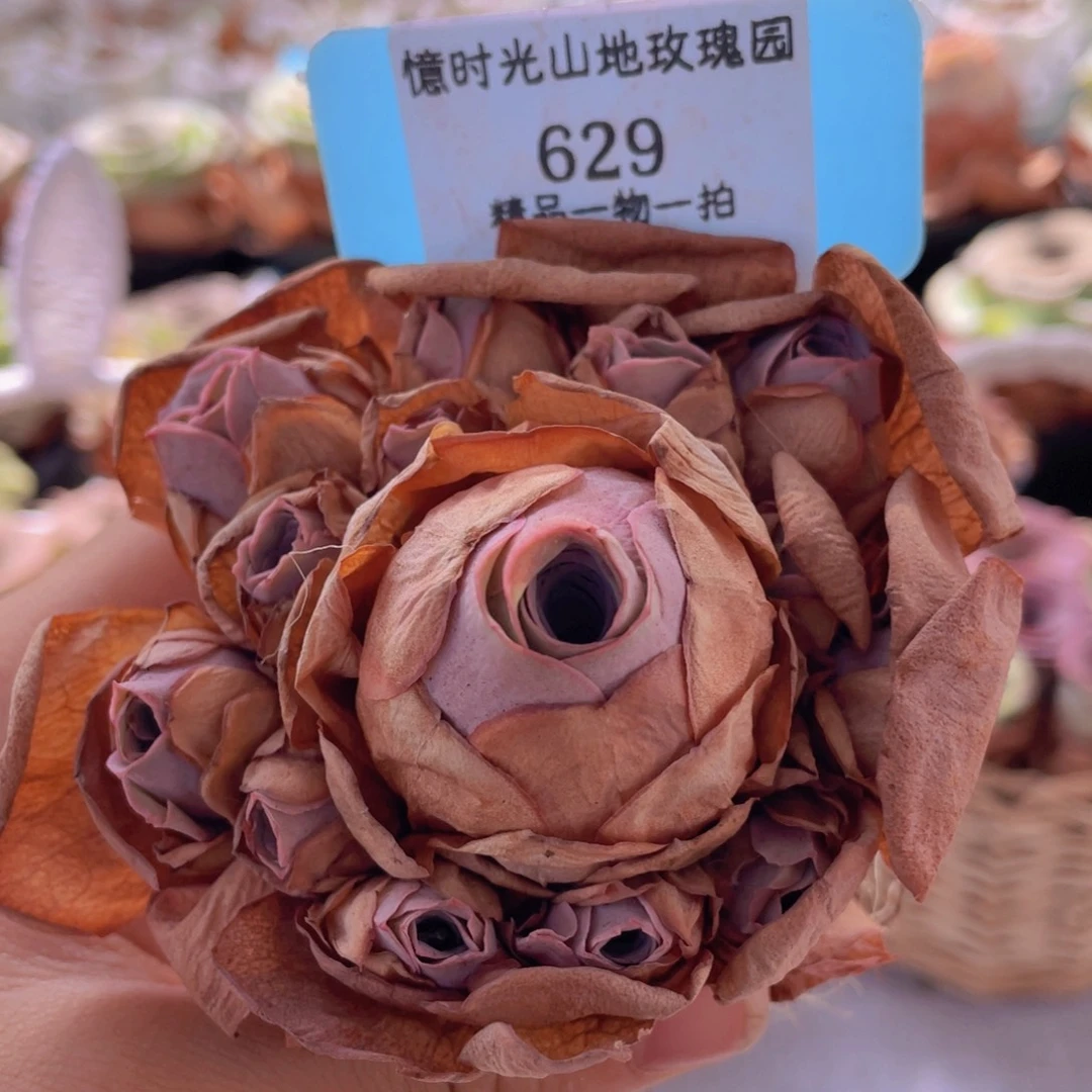 山地玫瑰629裸根发货不售后