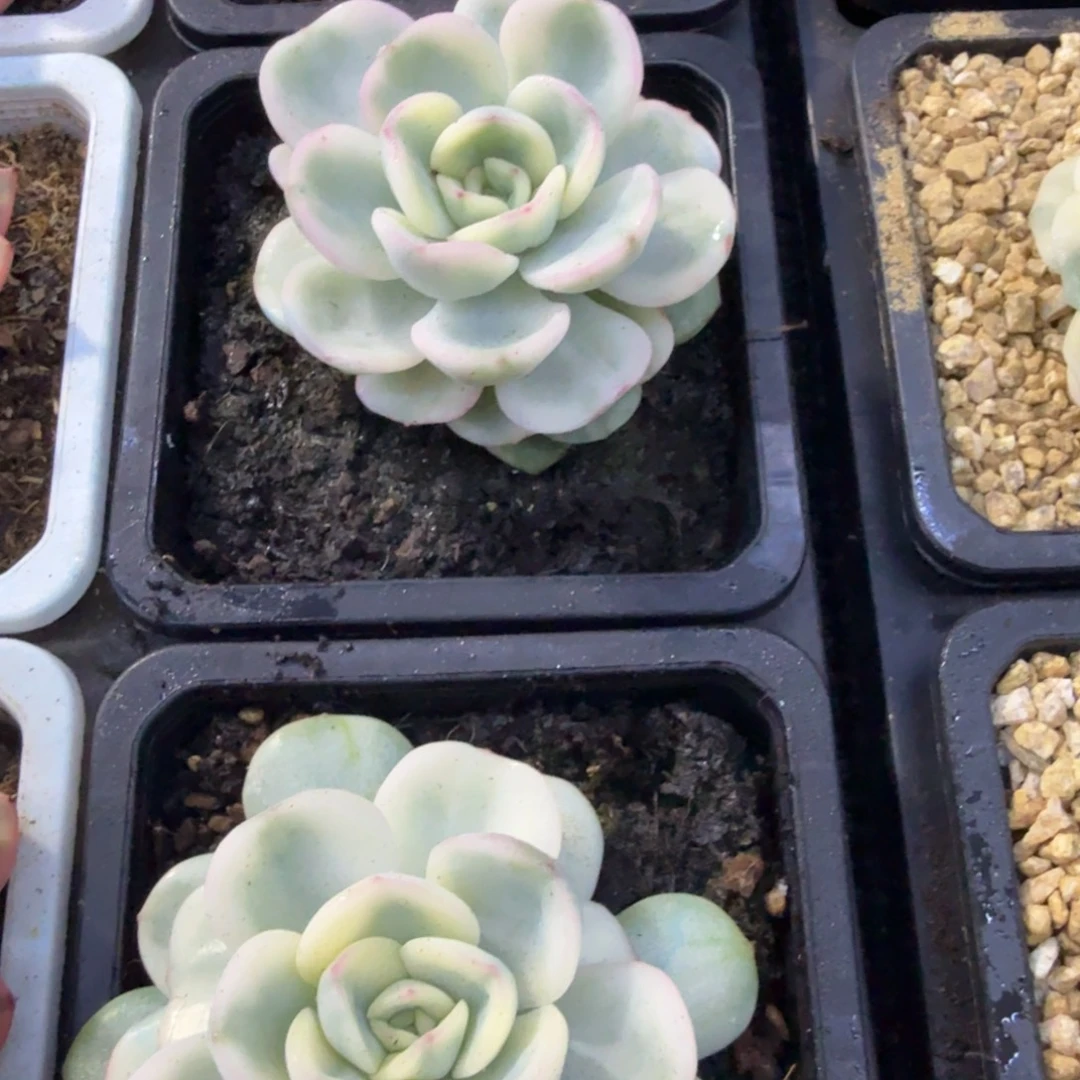 友谊锦，多肉锦多肉