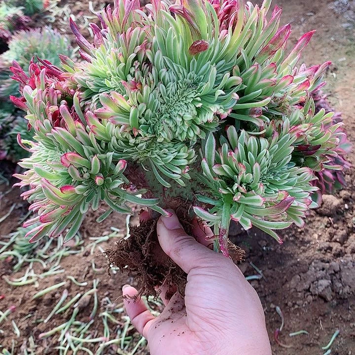 溪**清金丝菊缀脱土发货啊
