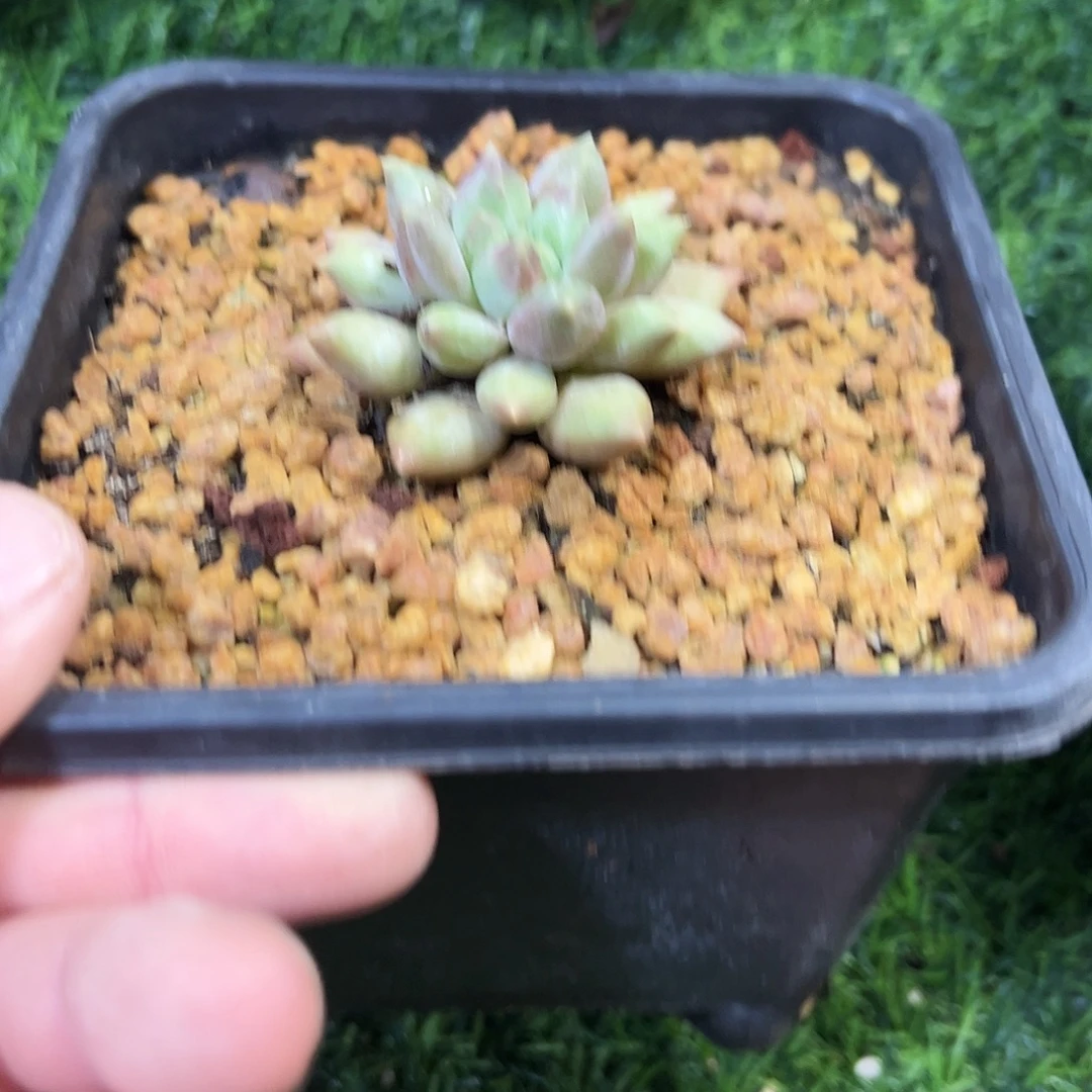 ****º虞姬美人多肉植物