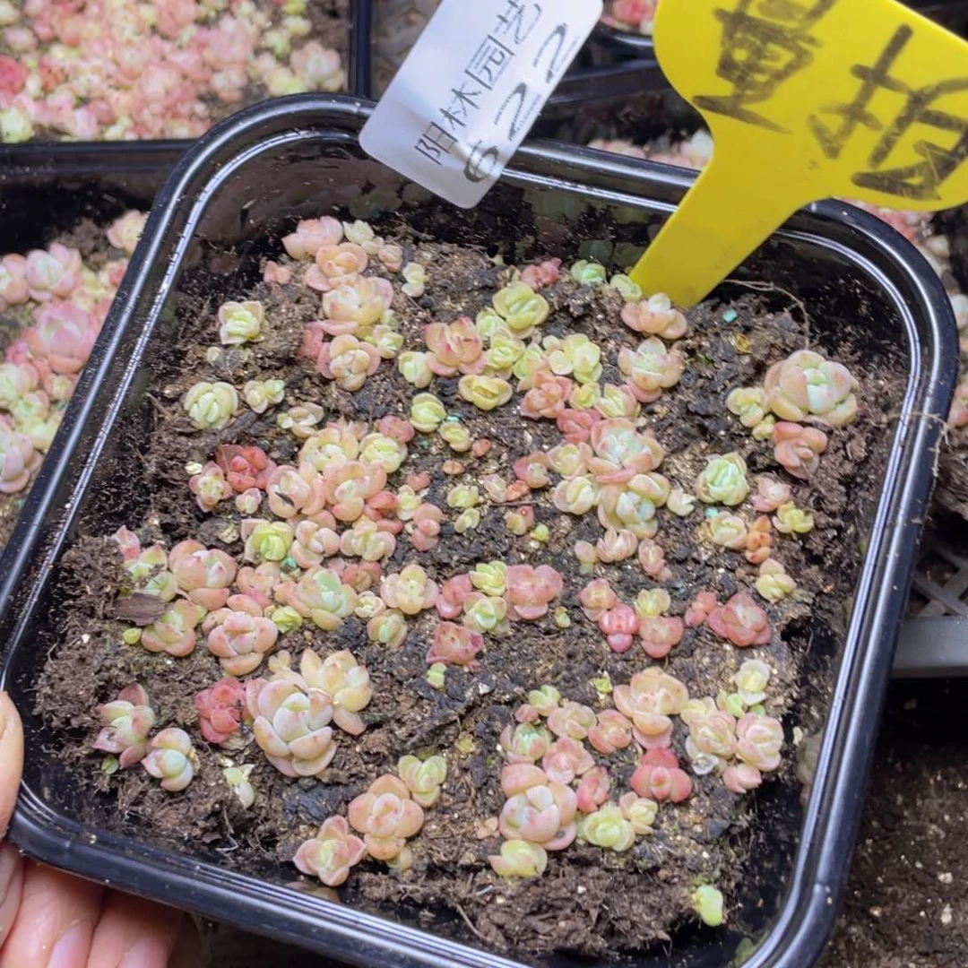 量拍多肉植物多肉植物622