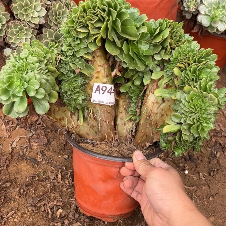 微瑕绿缀多肉植物944.