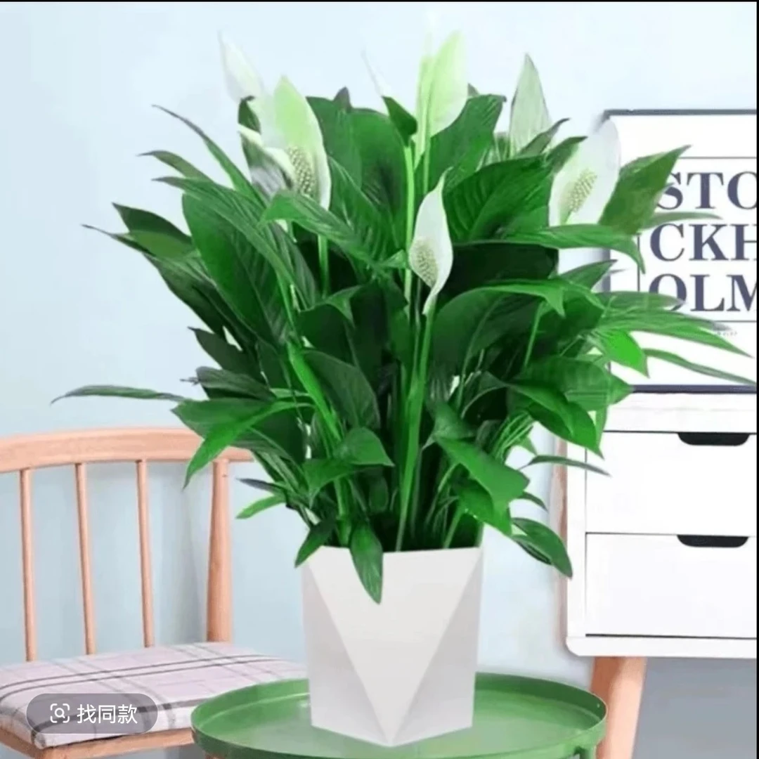 一帆风顺白掌盆栽室内摆放绿植花卉水培植物四季易活吸除甲醛好养