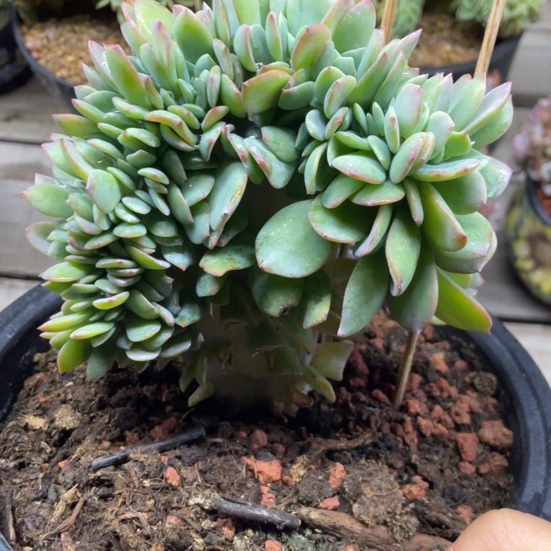 白凤缀化整板缀小树