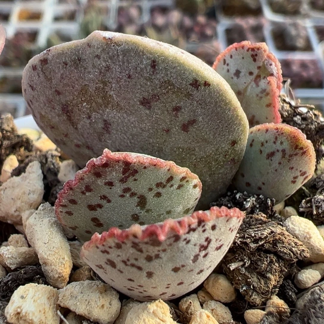 黑桃大苗多肉植物水泡