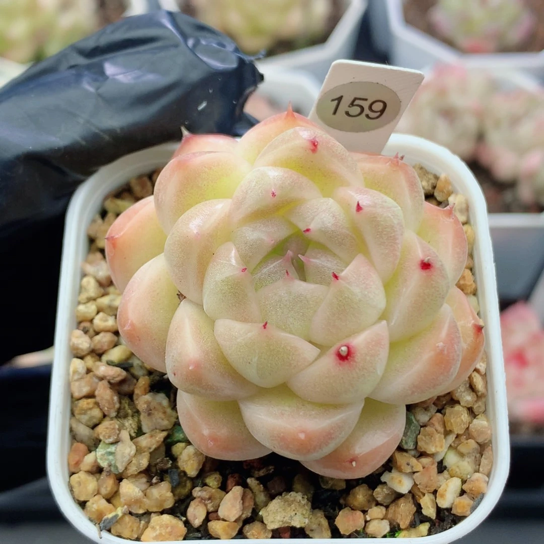 麦秆 开播福利159