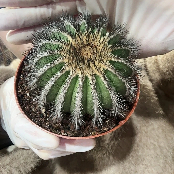 优伯球仙人球7cm左右