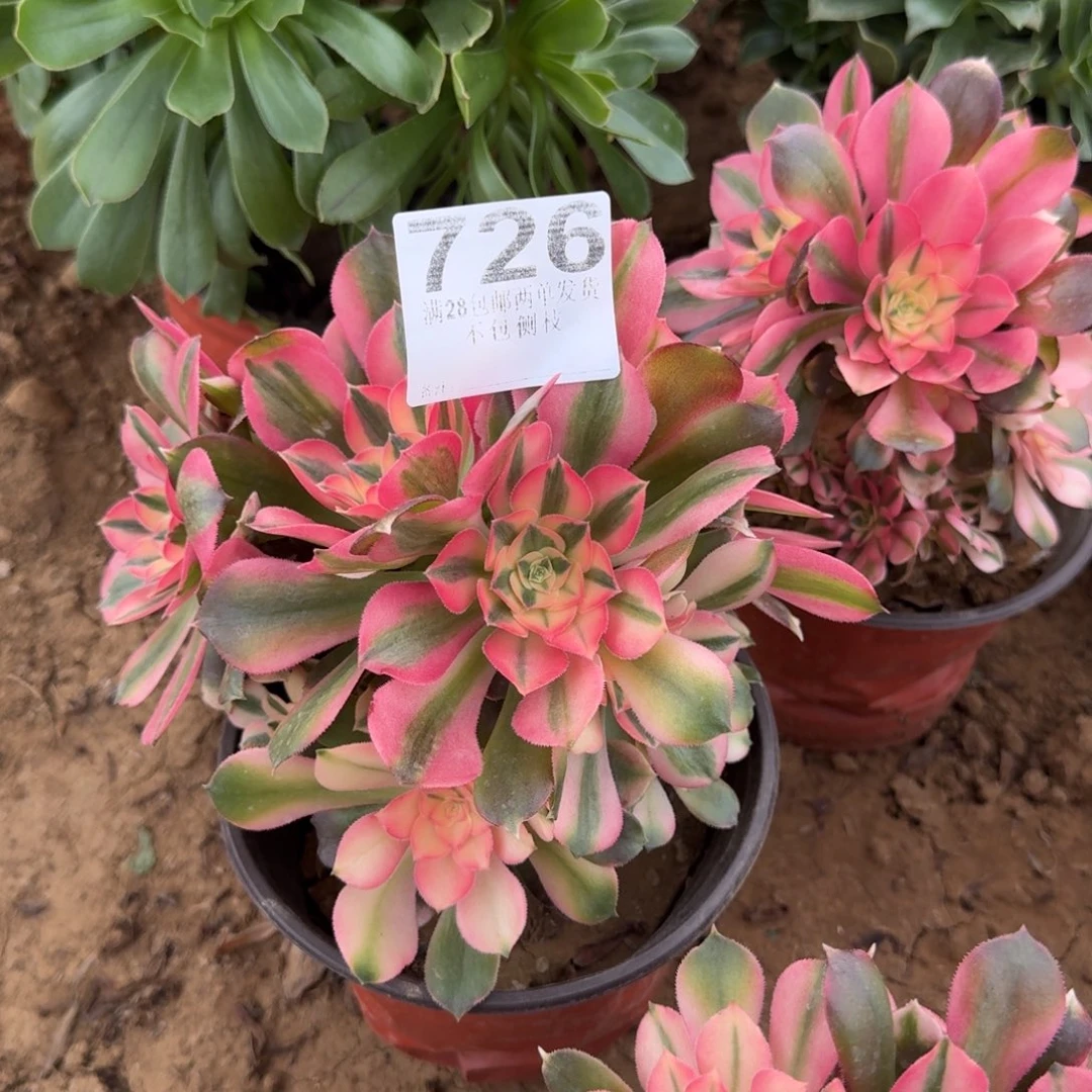 江****姐726号香妃母本清棚不包损