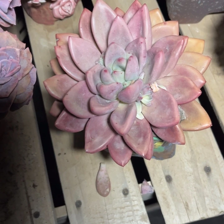 桃花源多肉植物606