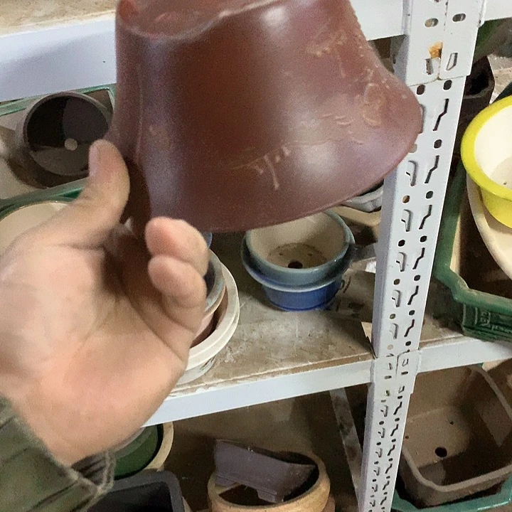 紫砂我要和别人一样爱