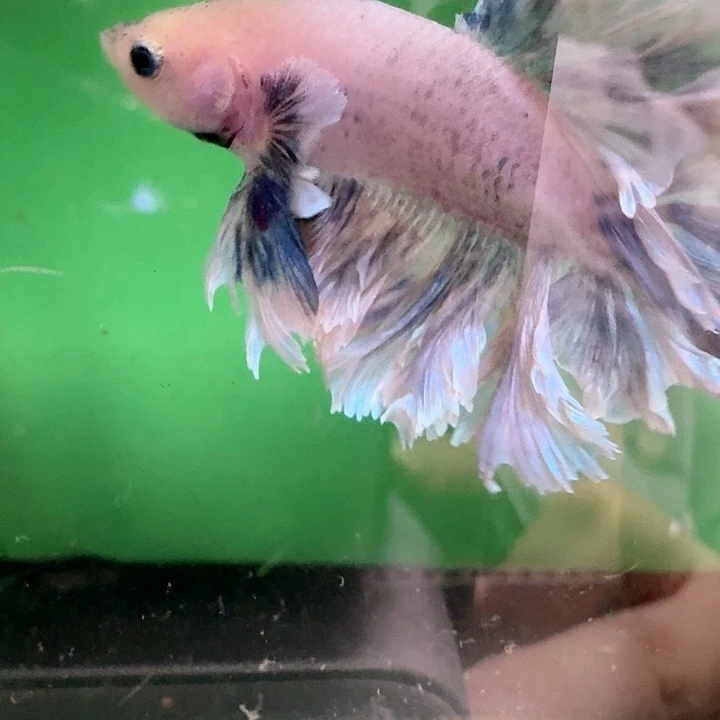 海水鱼129号印尼hmpk