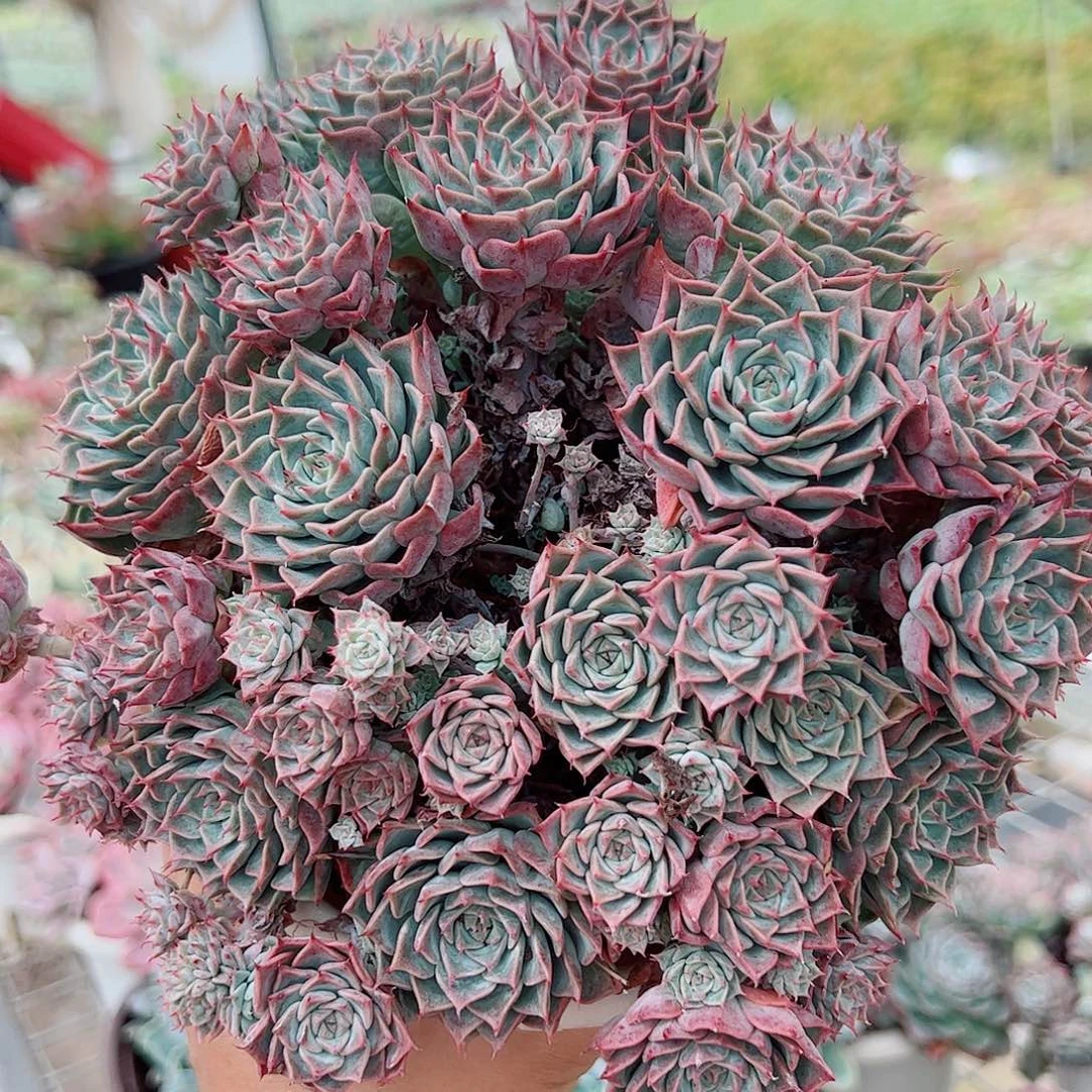 海滨格瑞多头大盆群带盆土精品