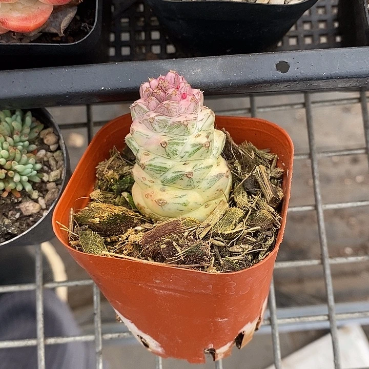 漂亮仙人球一一拍