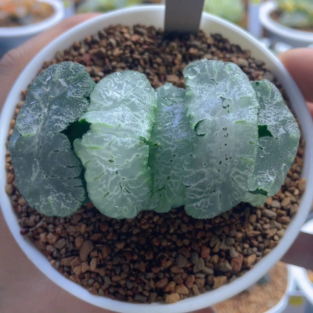 20.十二卷多肉巨大化虎姬玉扇。