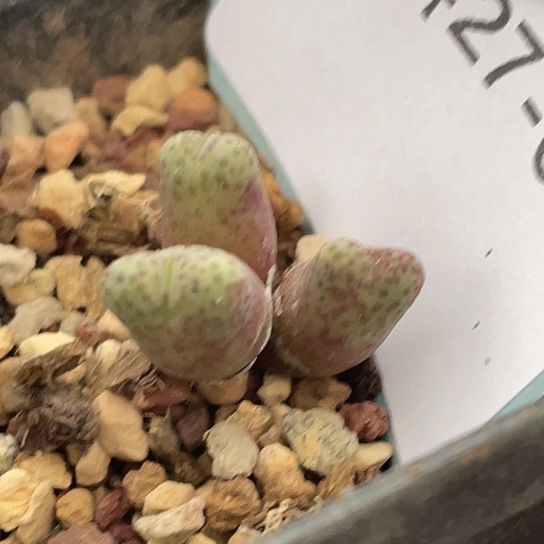 27-63斑马955d多肉植物