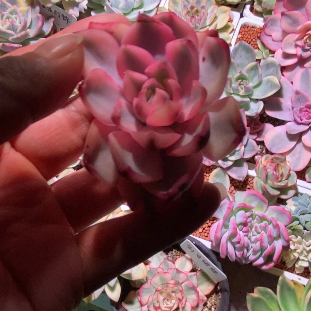 不开花植物赫拉锦主头