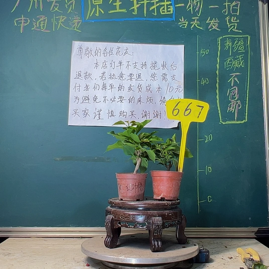当前无花栽培后可以开花绿叶水晶掌中宝 绿叶橙掌中宝667