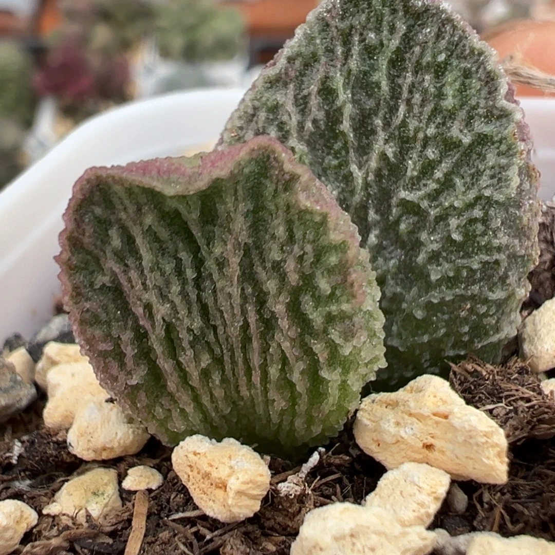 实生新品多肉植物水泡