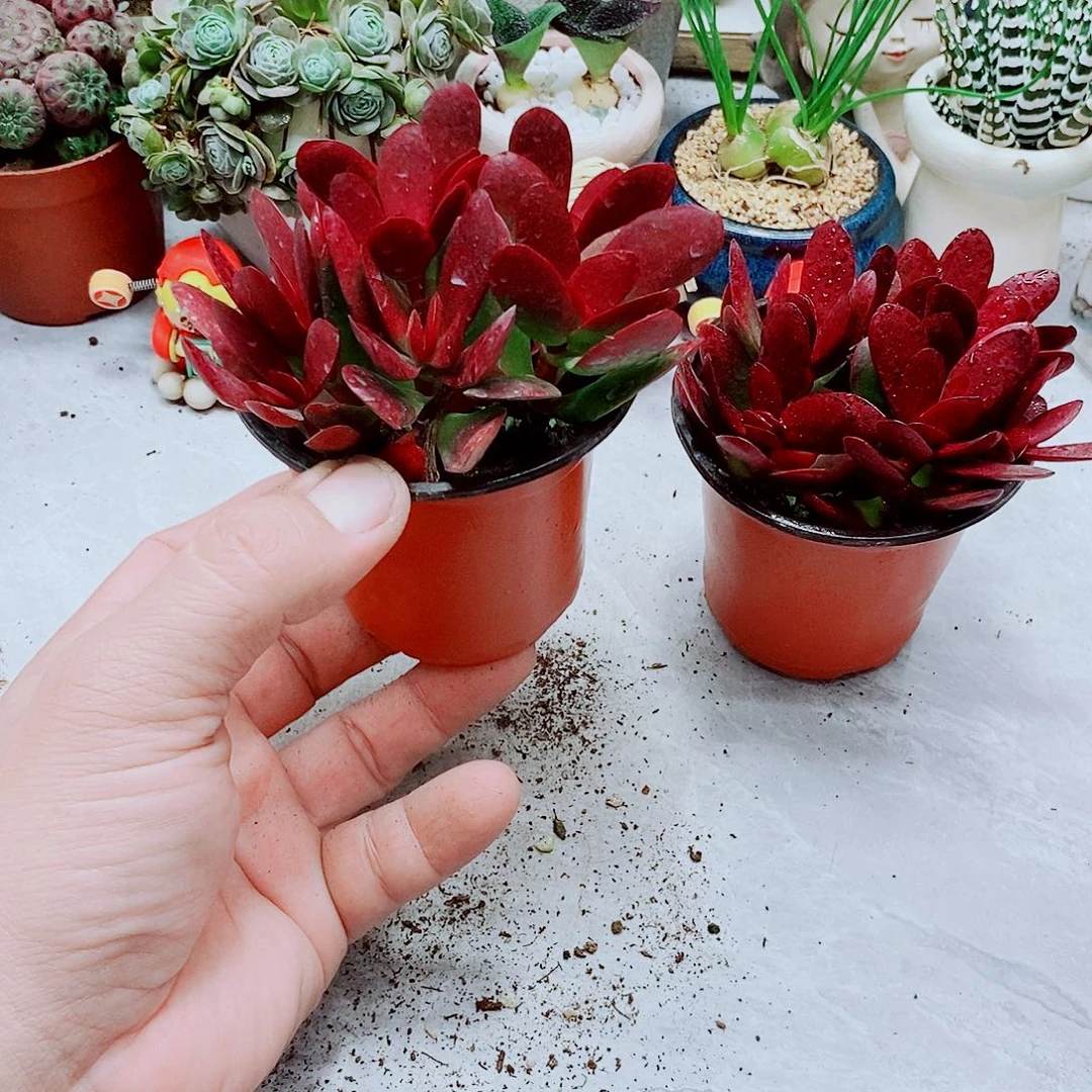 紫蝶多肉11111111111