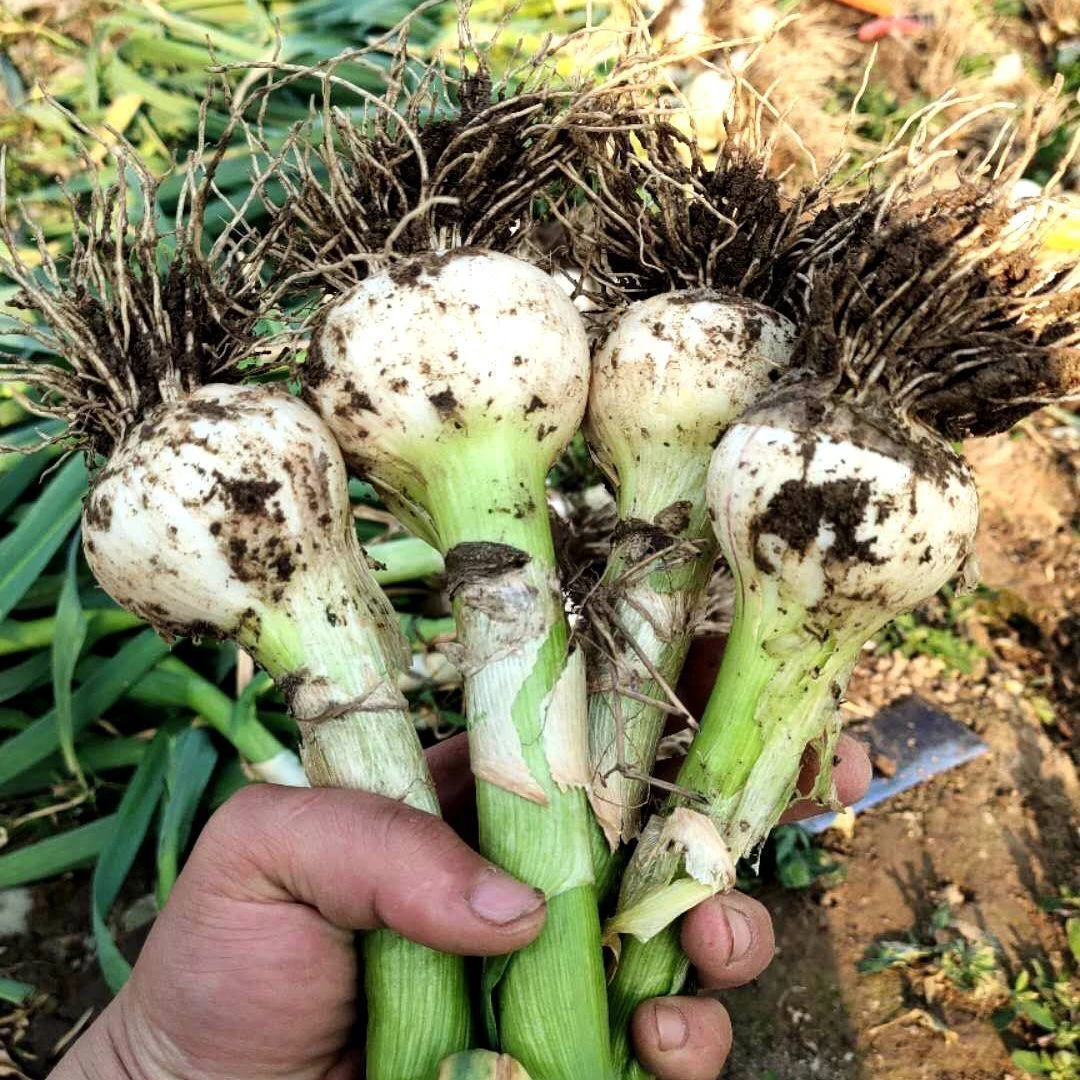 东北农家新拔新鲜大蒜白皮蒜糖醋蒜湿蒜嫩蒜头马牙子蒜积蒜腌咸菜
