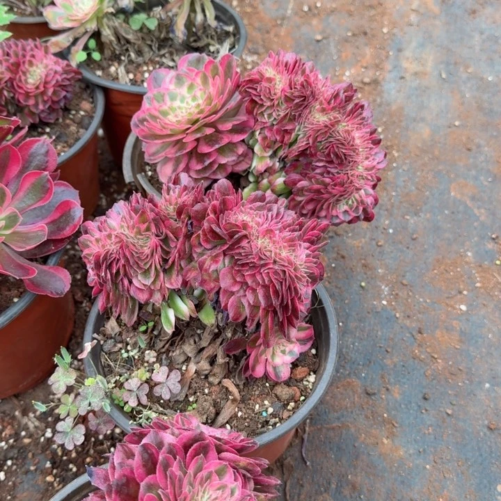 荔枝缀化啊啊啊啊啊