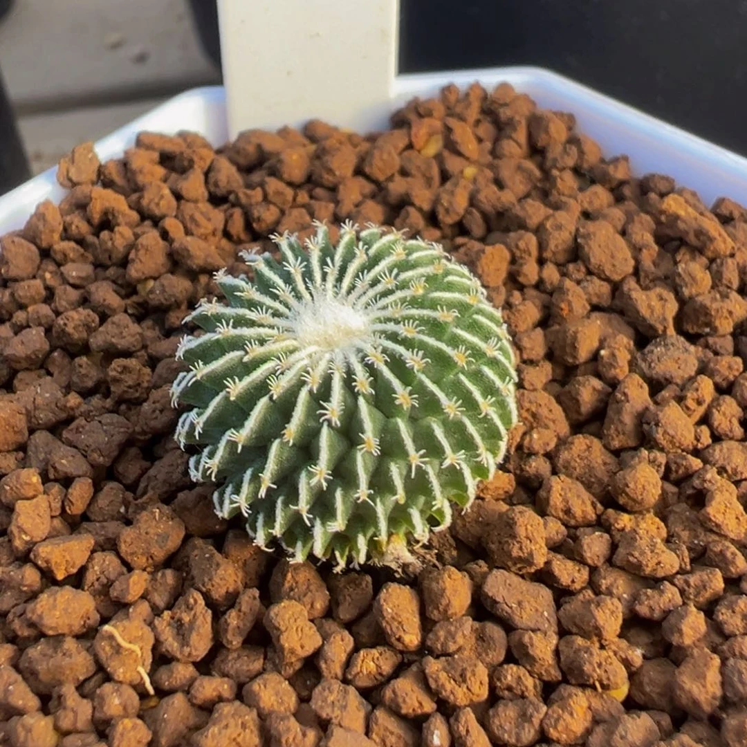51实生根精巧殿刺缀多肉植物带盆土