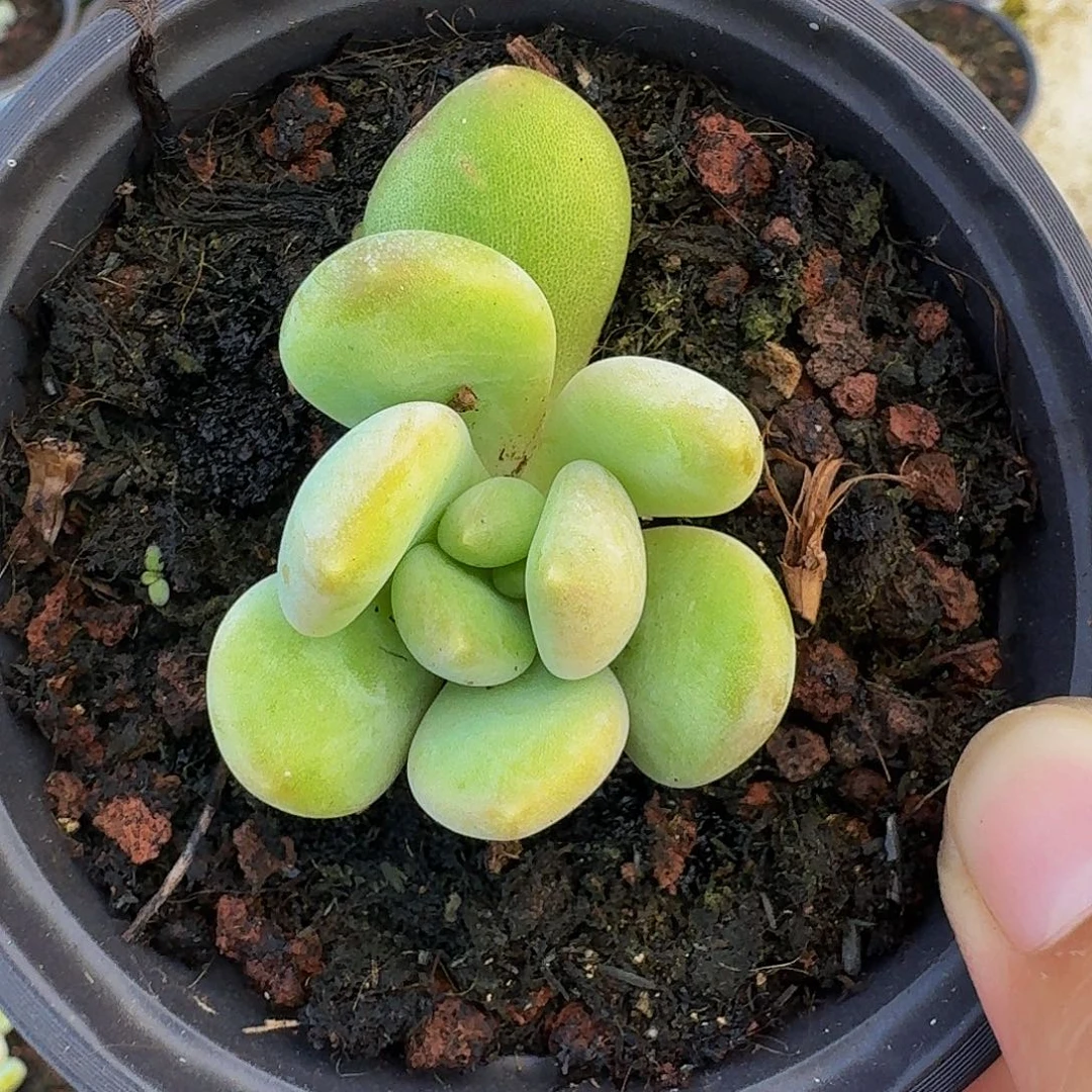 奶龙 叶插 一物一拍