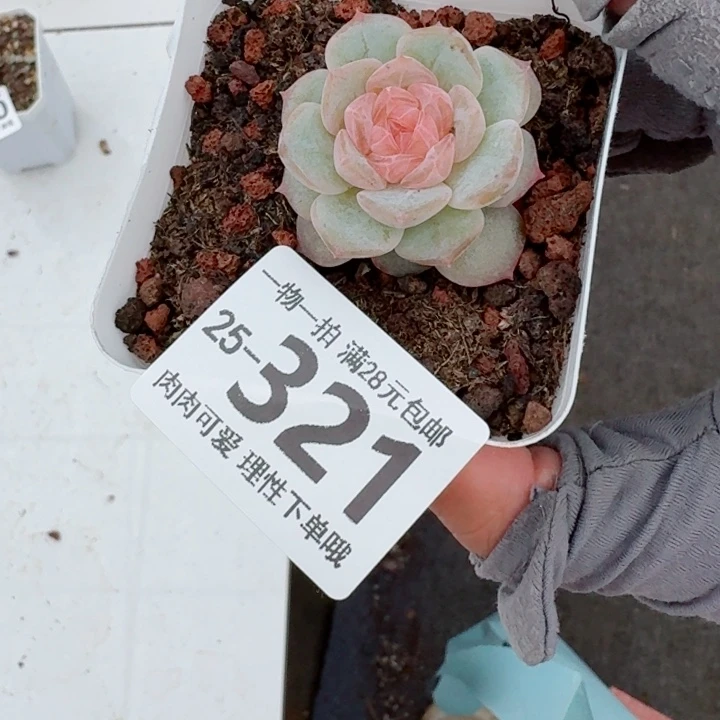 优选珍妮无盆土发货