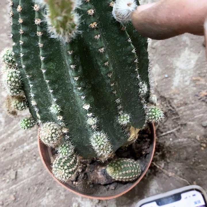 大粉金刚，高8公分左右