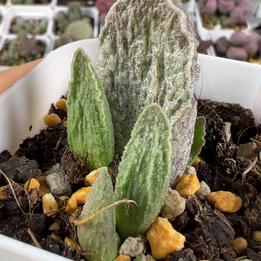 w酒红猪肝多肉植物水泡