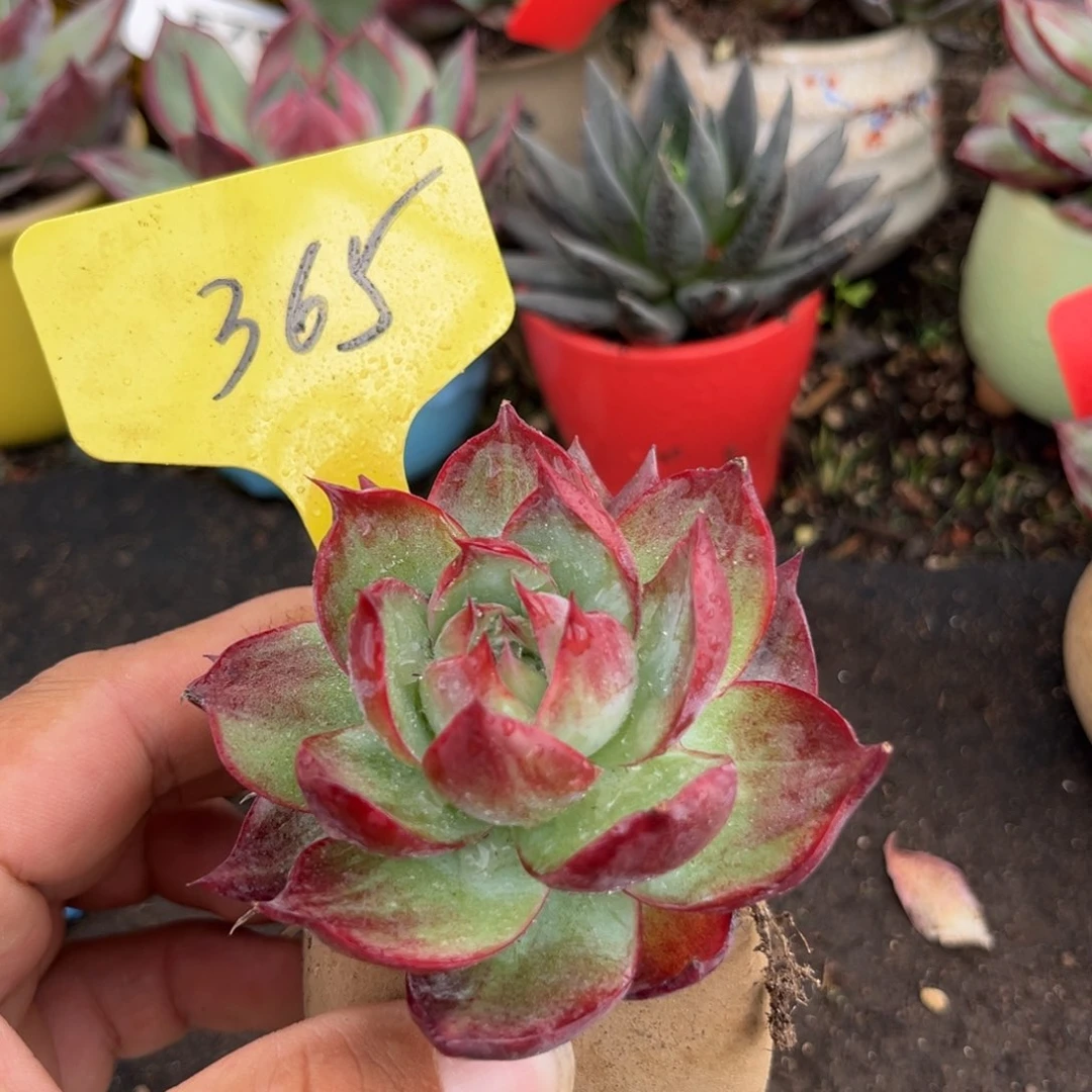 惊鸿仙子多肉植物365